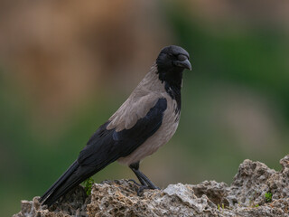 A lone crow in the forest