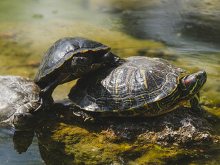 Fototapeta premium Turtles on a rock in the lake