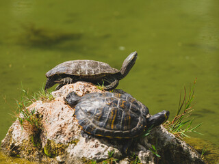 Turtles on a rock in the lake