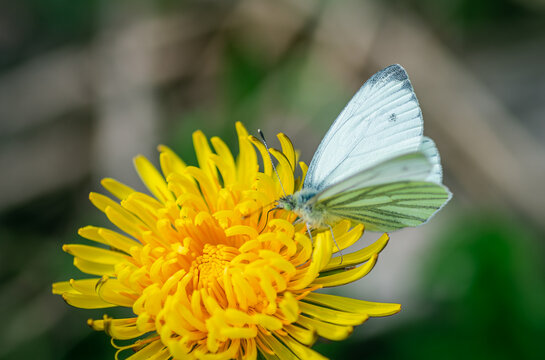 Fototapeta A white butterfly on a dandelion