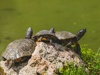 Obraz premium Turtles on a rock in the lake