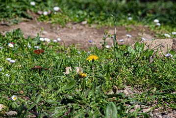 spring flowers in the grass