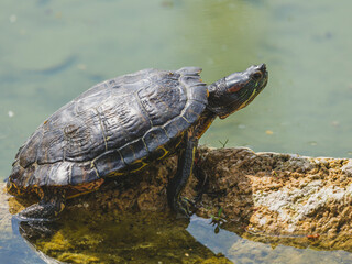 Obraz premium turtle on a rock in the pond