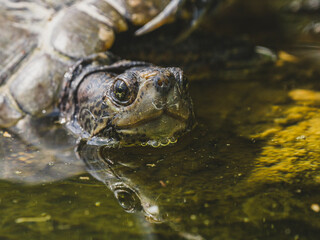 turtle on a rock in the pond
