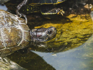 Fototapeta premium turtle on a rock in the pond