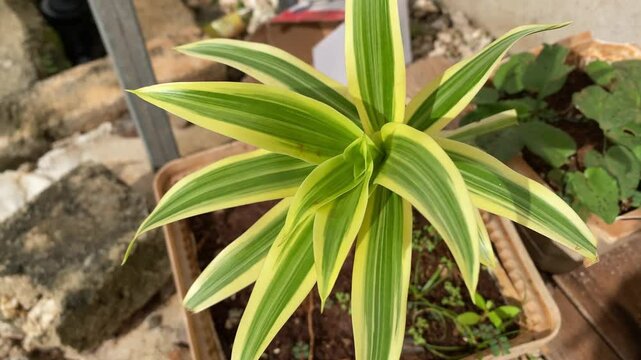 Top view of variegated dracaena plant in a pot.