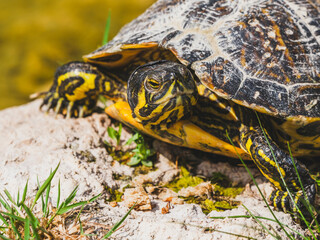 turtle on a rock in the pond
