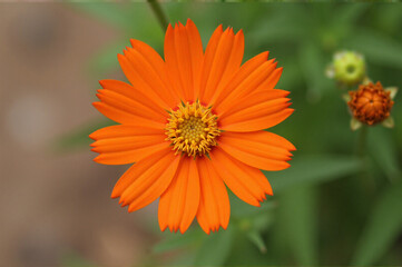 Vibrant orange flower with a yellow center surrounded by green leaves in background, slightly blurred.