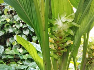 Turmeric flower (Curcuma longa) in outdoor garden, close up view 