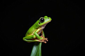 Obraz premium Green tree frog perched atop a leaf against a black background.