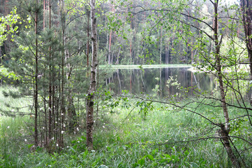 picturesque and quiet forest lake in summer in Russia
