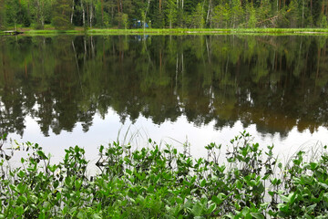 picturesque and quiet forest lake in summer in Russia