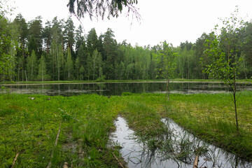 picturesque and quiet forest lake in summer in Russia