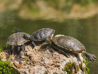 Turtles on a rock in the lake