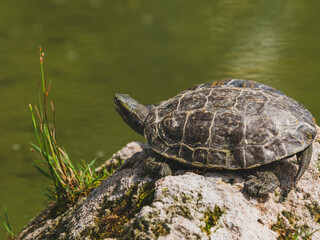 turtle on a rock in the pond