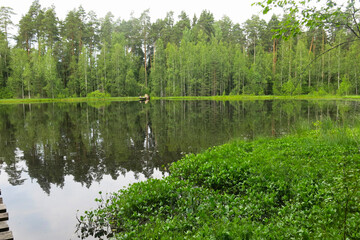 picturesque and quiet forest lake in summer in Russia