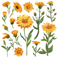 Calendula Floral Set. Orange And Yellow Flowers With Green Leaves Isolated On White Background. Vector Illustration.