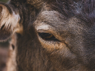 the eye of a beautiful deer
