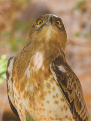a beautiful falcon on a tree branch