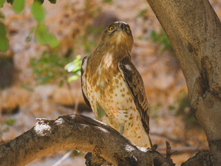 a beautiful falcon on a tree branch