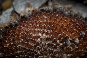 Close-Up of a Dried Sunflower Head