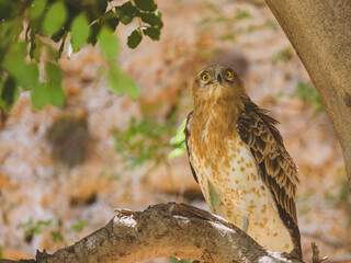 a beautiful falcon on a tree branch