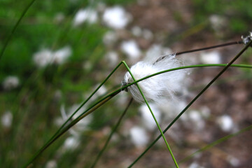 white flowers of the narrow-leaved fluff (Eriophorum angustifolium)