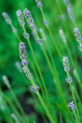 Blooming purple lavender flowers in the garden.