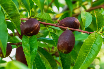 Unripe nectarines hanging on a tree in the orchard.