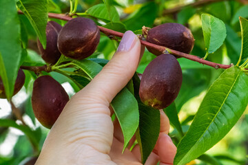 Nectarine tree with unripe fruits growing in the orchard.