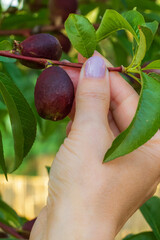 Nectarine tree with unripe fruits growing in the orchard.