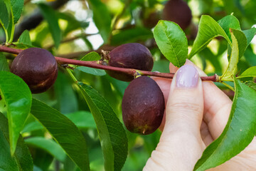 Nectarine tree with unripe fruits growing in the orchard.
