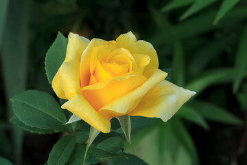 Rose bud with a flower bed on the background.