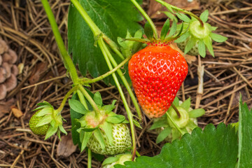 Strawberry bush with ripe and unripe berries.