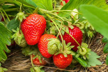 Strawberry bush with ripe and unripe berries.