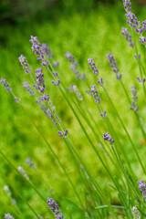 Blooming purple lavender flowers in the garden.