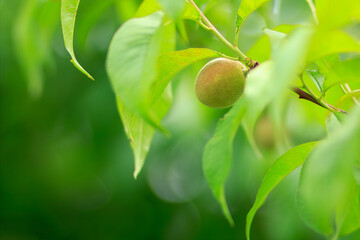 Branch of apricot tree with unripe fruits in the orchard.