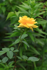 Rose on a stem with a flower bed on the background.