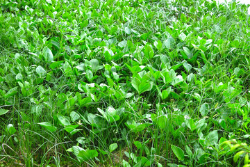 lake plant whitefly marsh (Calla palustris)