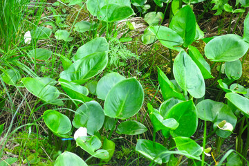 lake plant whitefly marsh (Calla palustris)