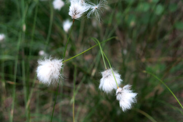 white flowers of the narrow-leaved fluff (Eriophorum angustifolium)