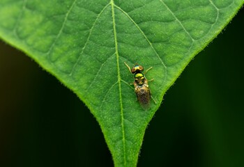 Colorful metallic green fly resting on a leaf. Black-horned Gem Microchrysa polita. 