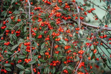 Cotoneaster Franchetii with Red Berries and Green Leaves