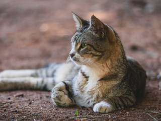 A cute tabby cat in nature