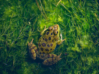 cute frog in a swamp