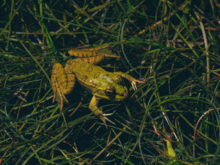cute frog in a swamp