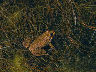 cute frog in a swamp
