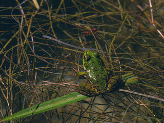 cute frog in a swamp