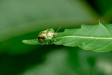 Golden Tortoise Beetle with metallic green shell resting on a green leaf in extreme macro view