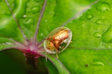 Macro image of a tortoise shell beetle or Golden Tortoise Beetle on green leaf with transparent body